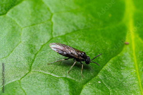 Aquilegia sawfly called also columbine sawfly Pristiphora rufipes. Common pest of currants and gooseberries in gardens and cultivated plantations