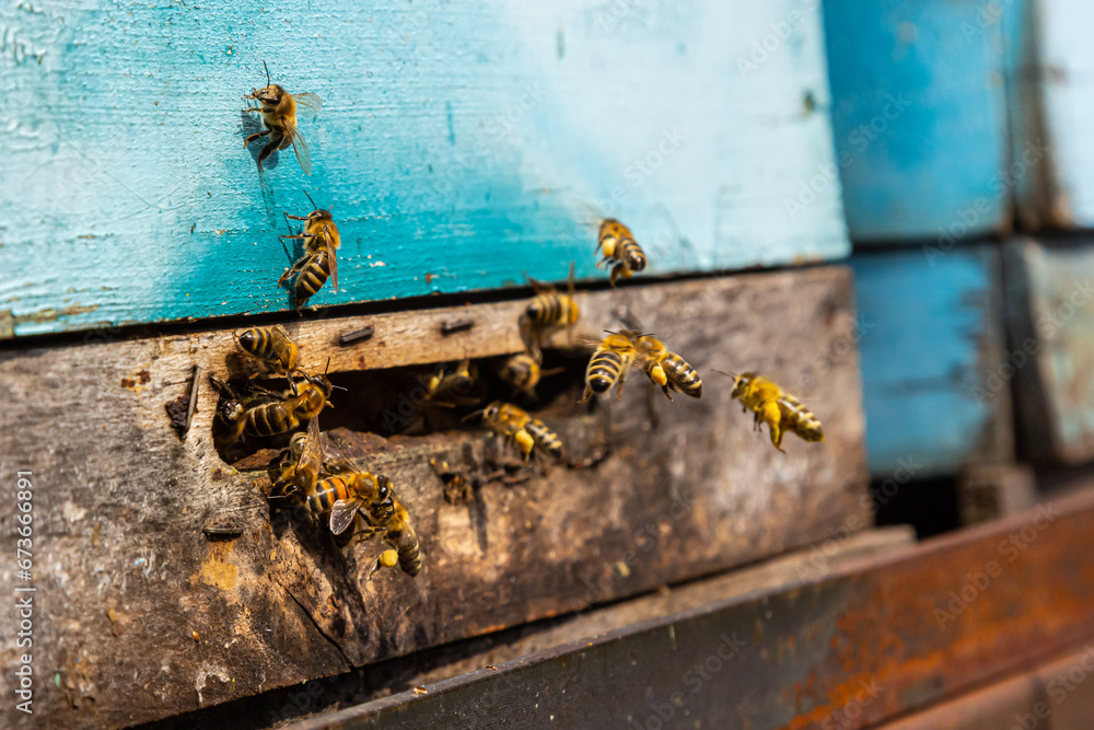 Group of bees near a beehive, in flight. Wooden beehive and bees. Bees fly out and fly into the round entrance of a wooden vintage beehive in an apiary close up view Group of bees near a beehive, in flight. Wooden beehive and bees. Bees fly out and fly into the round entrance of a wooden vintage beehive in an apiary close up view