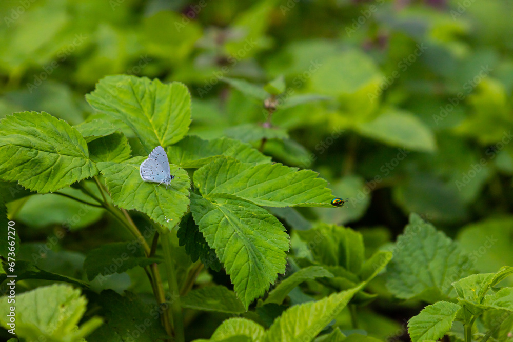 The Holly Blue butterfly Celastrina argiolus, wings slightly apart, resting on leaves The Holly Blue butterfly Celastrina argiolus, wings slightly apart, resting on leaves