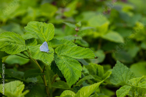 The Holly Blue butterfly Celastrina argiolus, wings slightly apart, resting on leaves