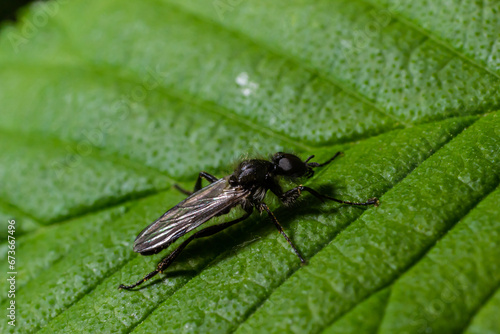 Aquilegia sawfly called also columbine sawfly Pristiphora rufipes. Common pest of currants and gooseberries in gardens and cultivated plantations