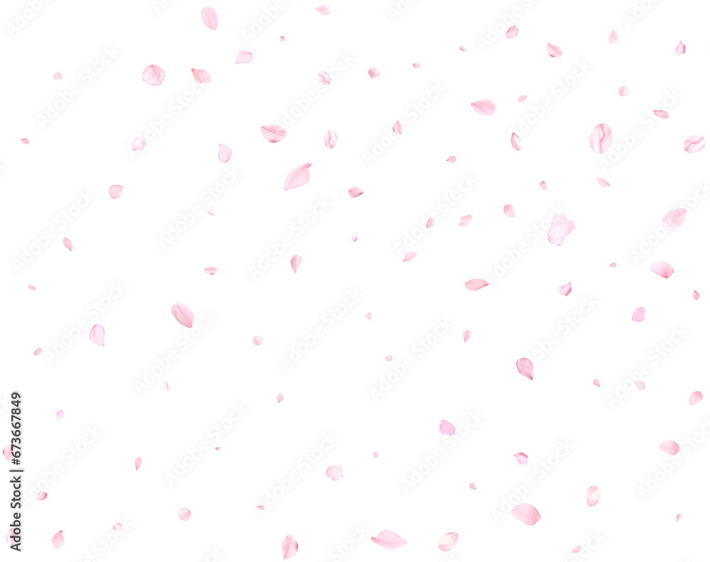 Beautiful cherry petals. Beautiful cherry petals.