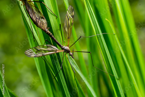 A crane fly Tipula maxima resting on a nettle leaf in early summer