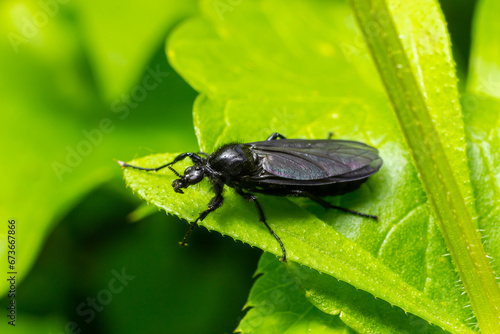 Bibio marci is a fly from the family Bibionidae called March flies and lovebugs. Larvae of this insects live in soil and damaged plant roots