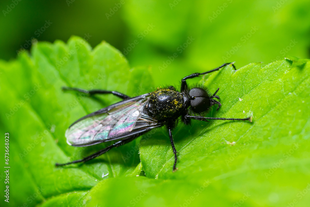 Bibio marci is a fly from the family Bibionidae called March flies and lovebugs. Larvae of this insects live in soil and damaged plant roots Bibio marci is a fly from the family Bibionidae called March flies and lovebugs. Larvae of this insects live in soil and damaged plant roots