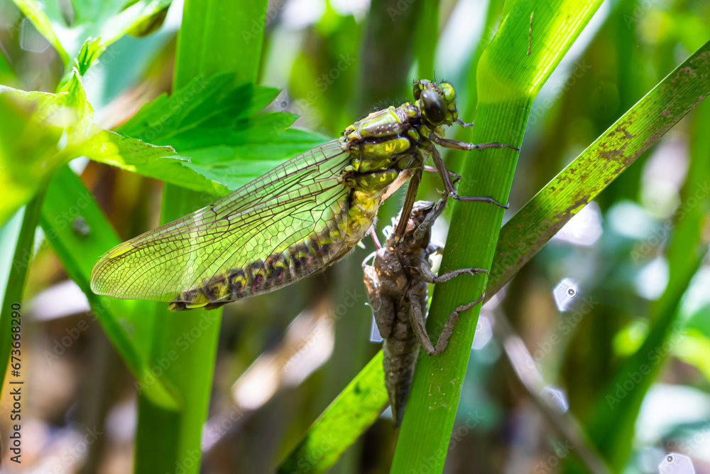 Larval dragonfly grey shell. Nymphal exuvia of Gomphus vulgatissimus. White filaments hanging out of exuvia are linings of tracheae. Exuviae, dried outer casing on blade of grass Larval dragonfly grey shell. Nymphal exuvia of Gomphus vulgatissimus. White filaments hanging out of exuvia are linings of tracheae. Exuviae, dried outer casing on blade of grass