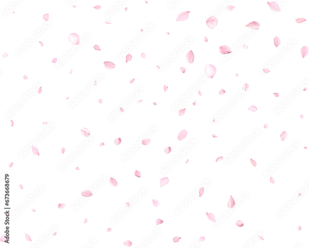 Beautiful cherry petals.