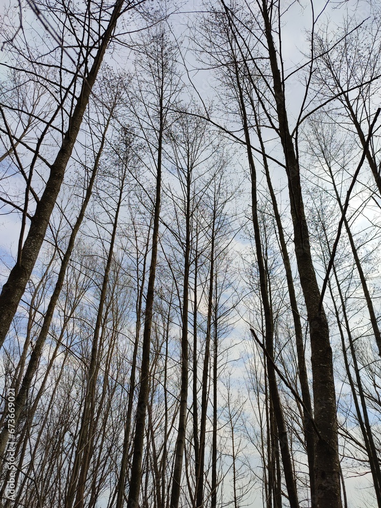 trees in the forest trees in the forest