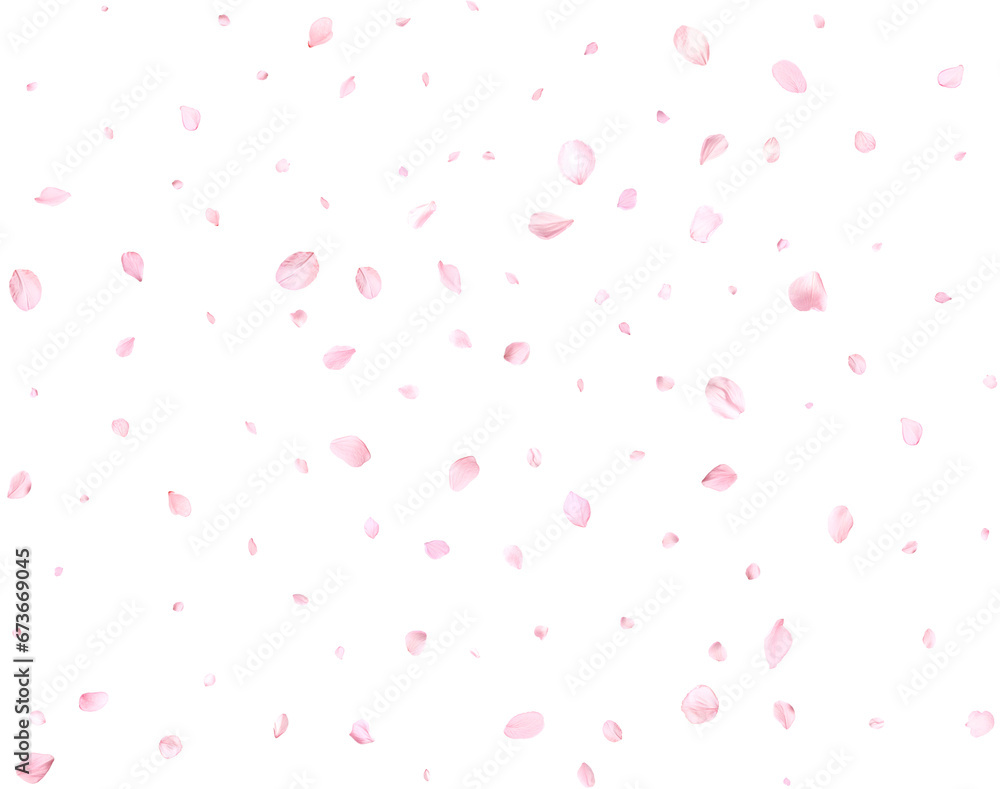 Beautiful cherry petals. Beautiful cherry petals.