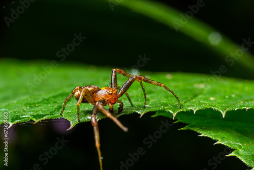 Xysticus spider is on a green leaf. Natural environment, sunny summer day © Oleh Marchak
