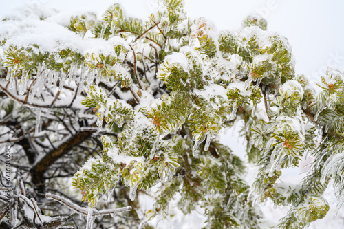 Branches covered with a crust of ice after icy rain. Natural disaster.