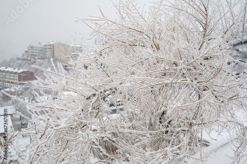 Branches covered with a crust of ice after icy rain. Natural disaster.