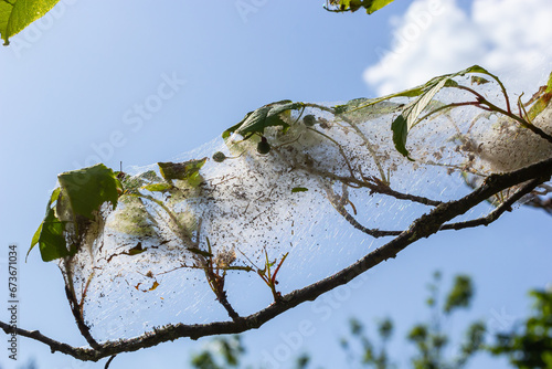 Group of Larvae of Bird-cherry ermine Yponomeuta evonymella pupate in tightly packed communal, white web on a tree trunk and branches among green leaves in summer photo