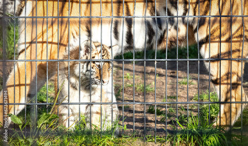 Baby amour tiger behind fences, living in captivity