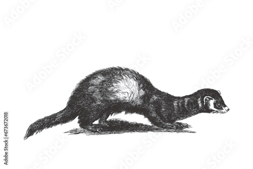 Polecat (Mustela putorius). Doodle sketch. Vintage vector illustration.