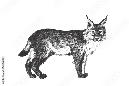 Lynx. Doodle sketch. Vintage vector illustration.