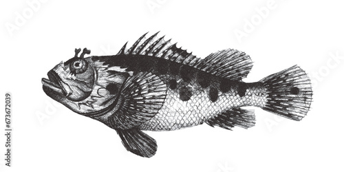 Scorpionfish (Scorpaena Rufous). Doodle sketch. Vintage vector illustration.