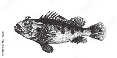 Scorpionfish (Scorpaena Ruf...