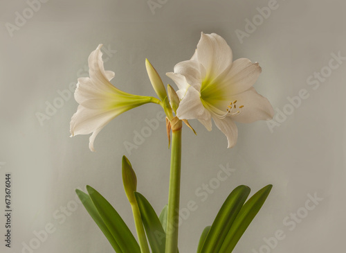 Multiflora Hippeastrum (amaryllis)" White Garden" on gray background