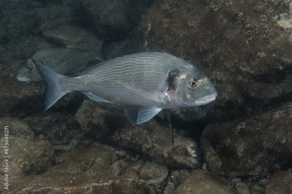 Gilthead seabream (Sparus aurata) in Mediterranean Sea Gilthead seabream (Sparus aurata) in Mediterranean Sea