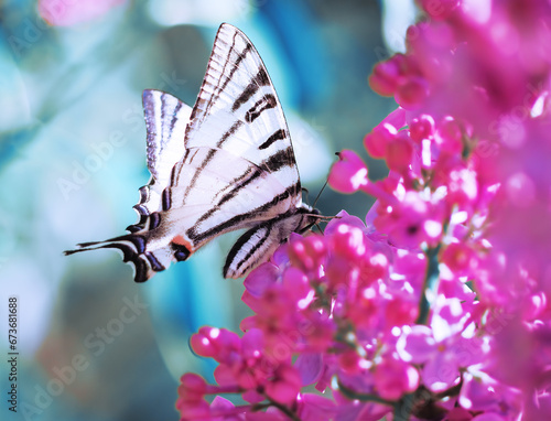 Butterfly machaon at the purple lilac