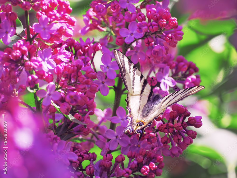 Butterfly machaon at the purple lilac