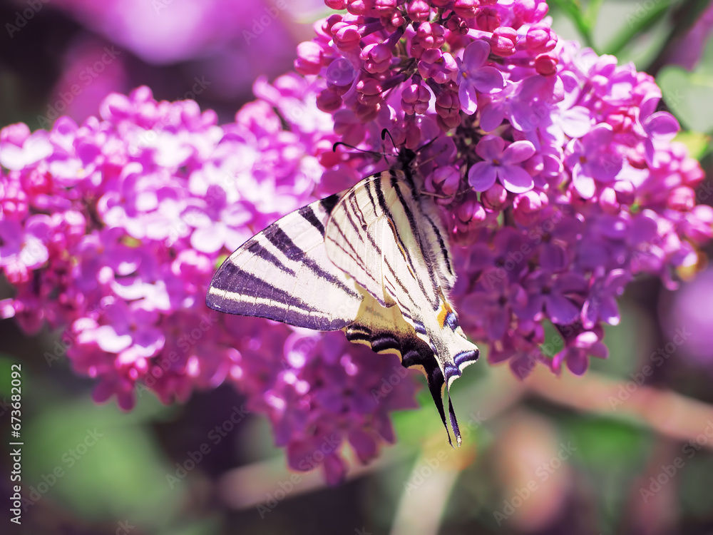 Butterfly machaon at the purple lilac