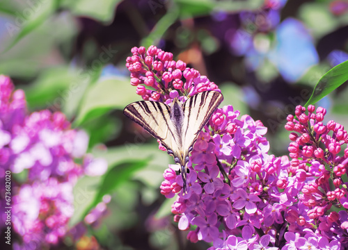 Obraz na płótnie Butterfly machaon at the purple lilac w salonie