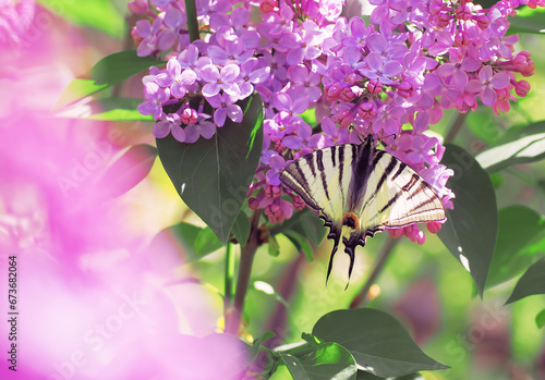 Butterfly machaon at the purple lilac