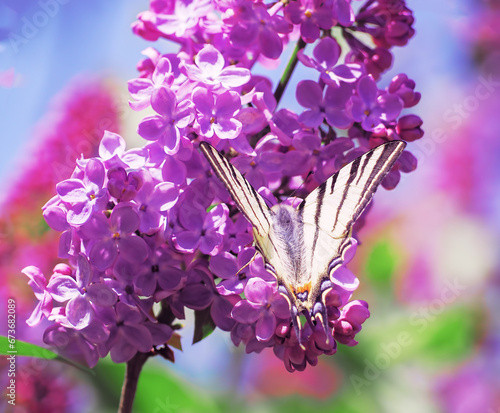 Butterfly machaon at the purple lilac