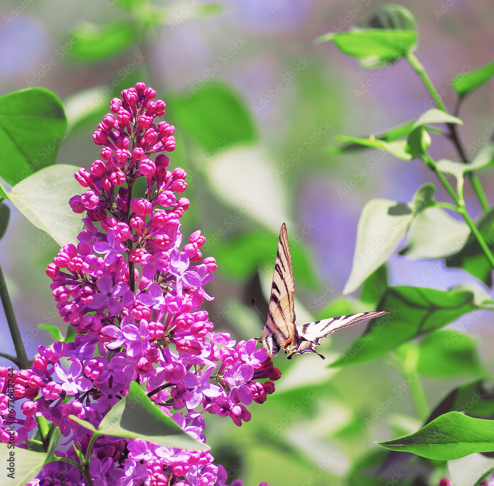 Butterfly machaon at the purple lilac