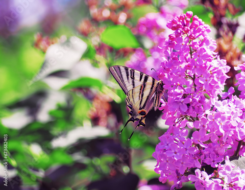 Butterfly machaon at the purple lilac