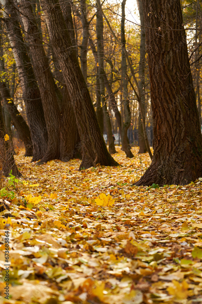 Autumn park with a carpet of yellow fallen leaves. Autumn park with a carpet of yellow fallen leaves.