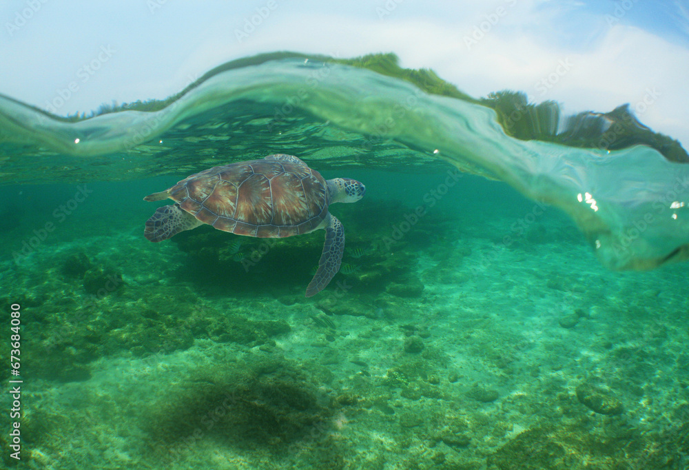 sea turtle swimming in the crystal clear waters on a reef in the Caribbean Sea