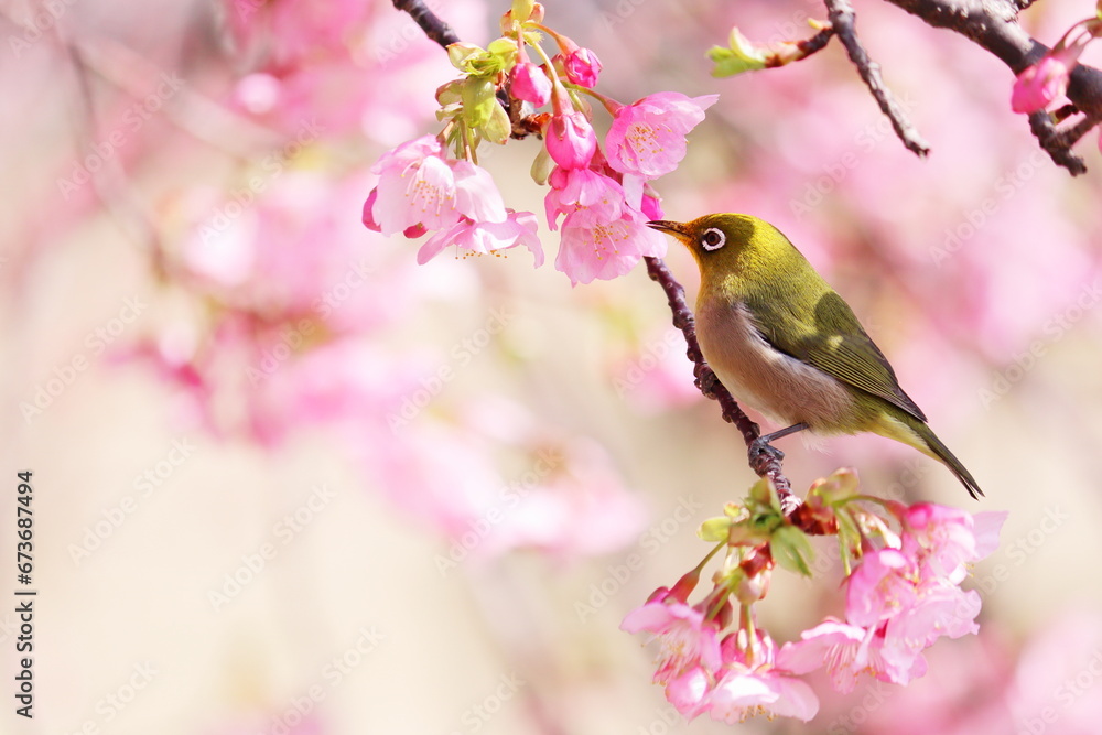 河津桜に来たメジロ 河津桜に来たメジロ