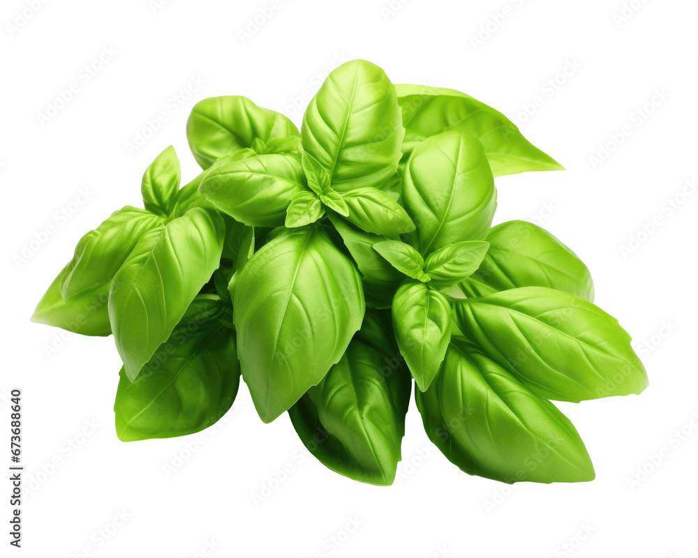 Basil On White - Fresh Aromatic Basil Bunch for Culinary Delight on a Transparent Background, png
Basil On White - Fresh Aromatic Basil Bunch for Culinary Delight on a Transparent Background, png