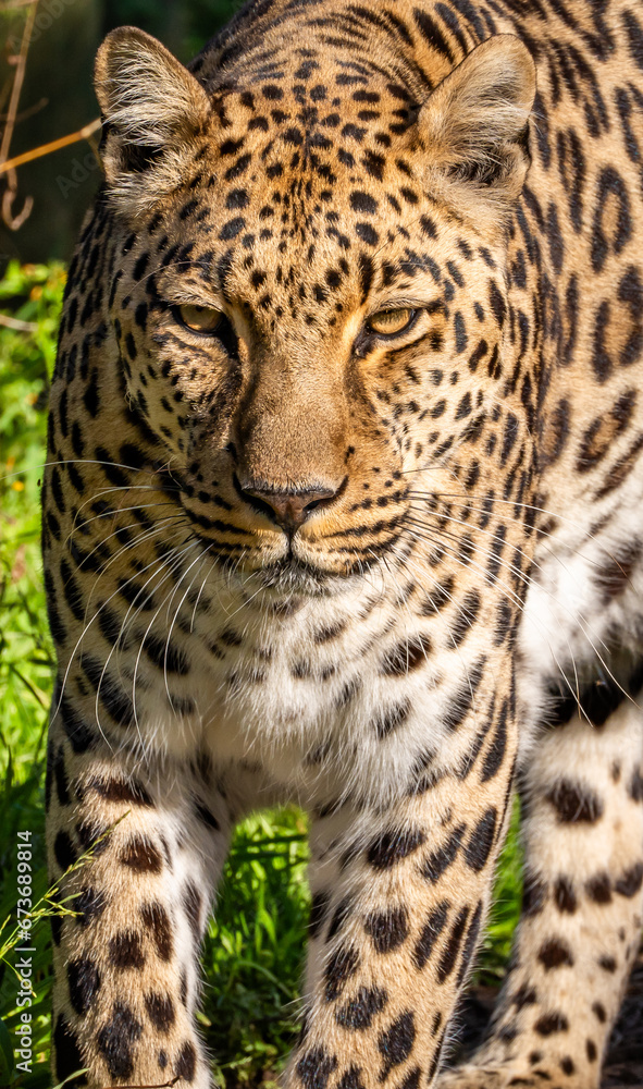 Leopard in Tenikwa Wildlife Rehabilitation and Awareness Centre in Plettenberg Bay, South Africa Leopard in Tenikwa Wildlife Rehabilitation and Awareness Centre in Plettenberg Bay, South Africa