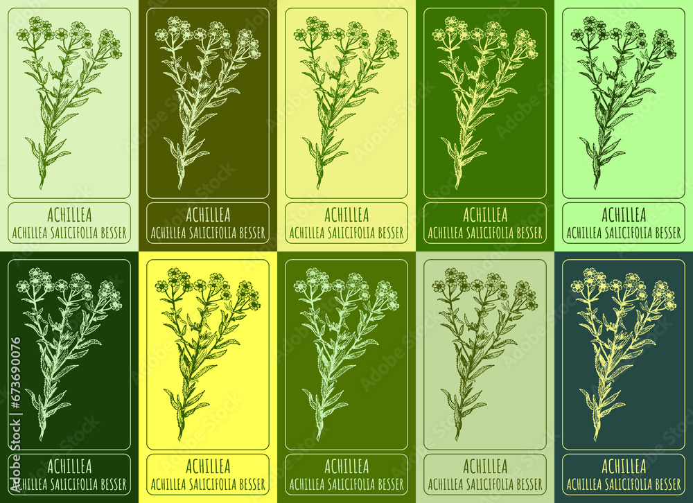 Set of drawing of ACHILLEA in various colors. Hand drawn illustration. Latin name ACHILLEA SALICIFOLIA BESSER.