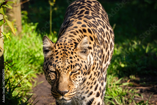 Leopard in Tenikwa Wildlife Rehabilitation and Awareness Centre in Plettenberg Bay  South Africa