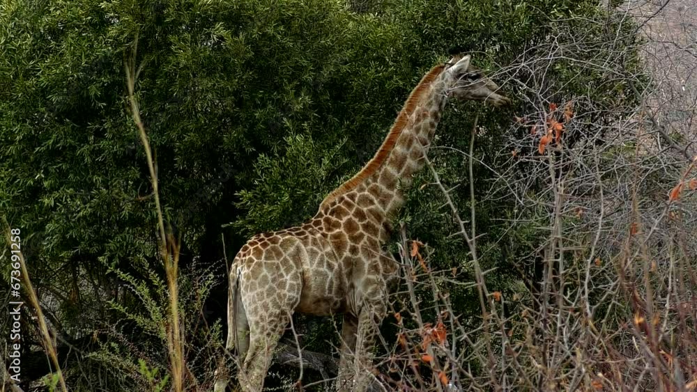clip-146 _Giraffe in the wilds of Africa feeding on leaves of a tree