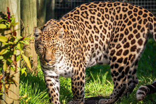 Leopard in Tenikwa Wildlife Rehabilitation and Awareness Centre in Plettenberg Bay  South Africa