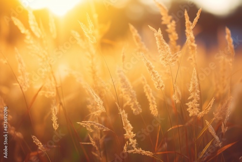 Close up Wild gold color of grass in the forest at sunset in the summer time.