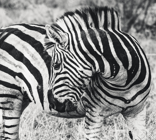 Wild zebra close ups in Kruger National Park, South Africa