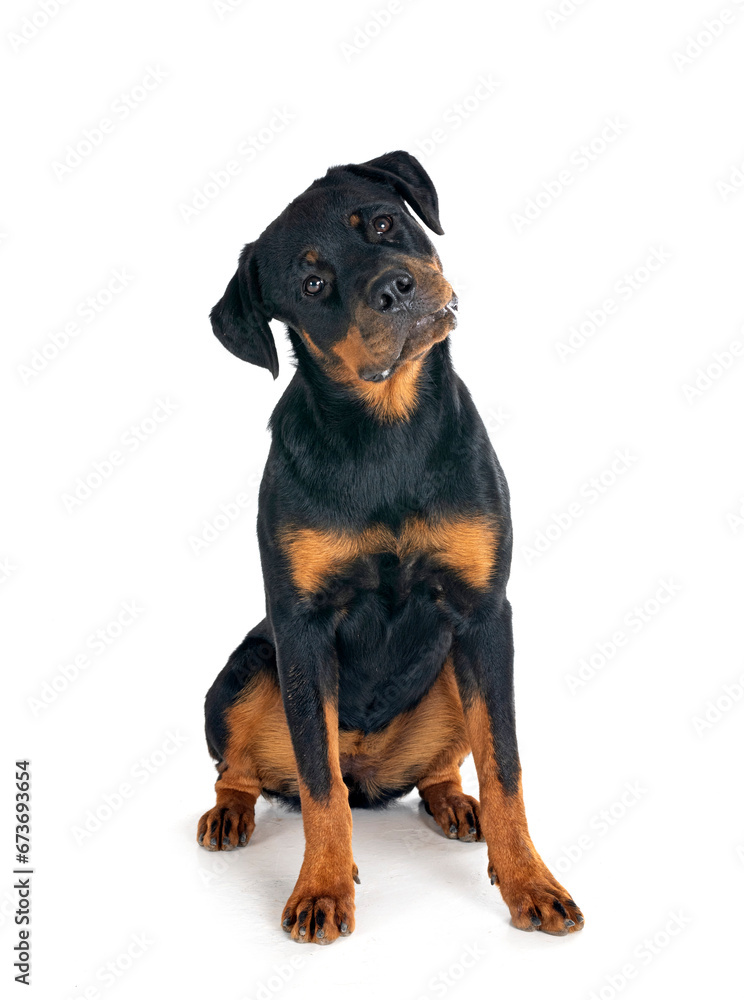 puppy rottweiler in studio