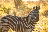Wild zebra close ups in Kruger National Park, South Africa
