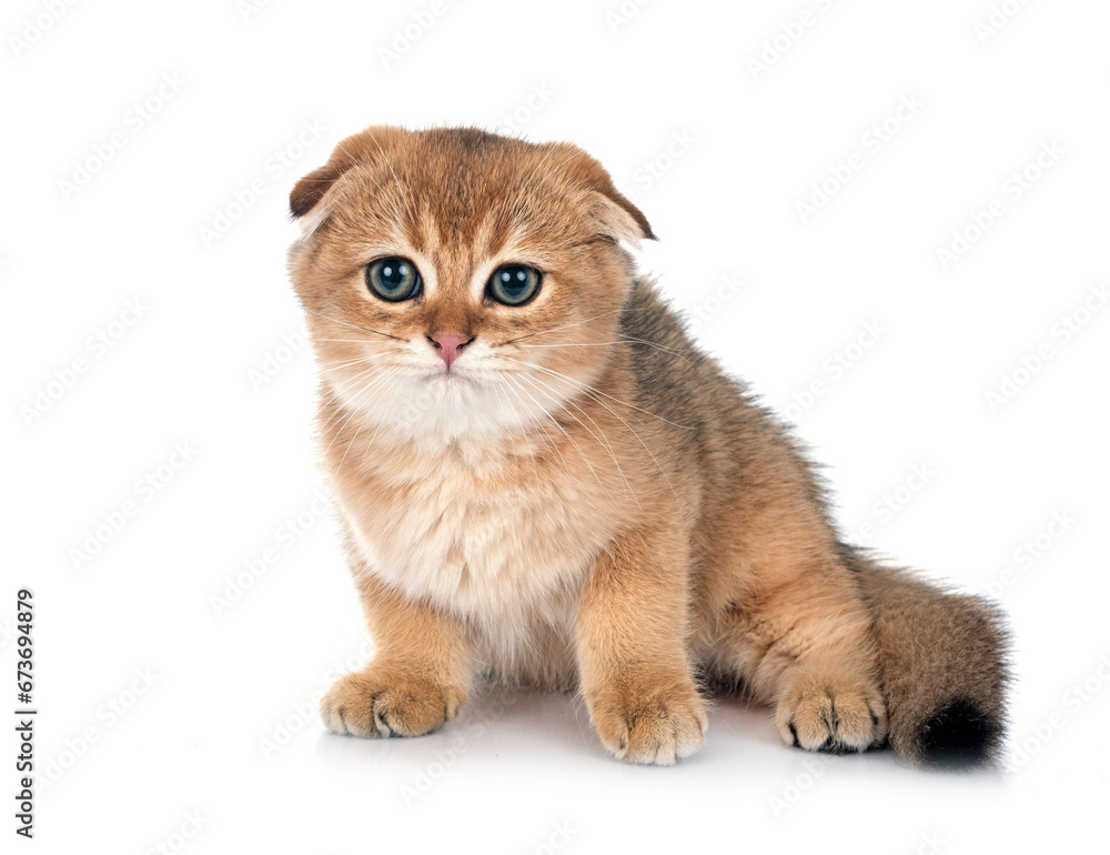 Obraz premium scottish fold kitten in studio