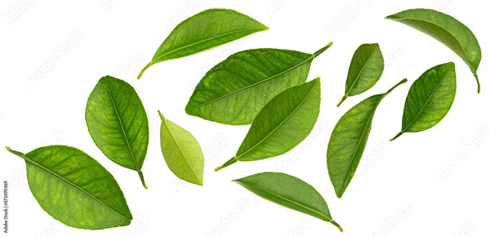 Falling citrus leaves isolated on white background