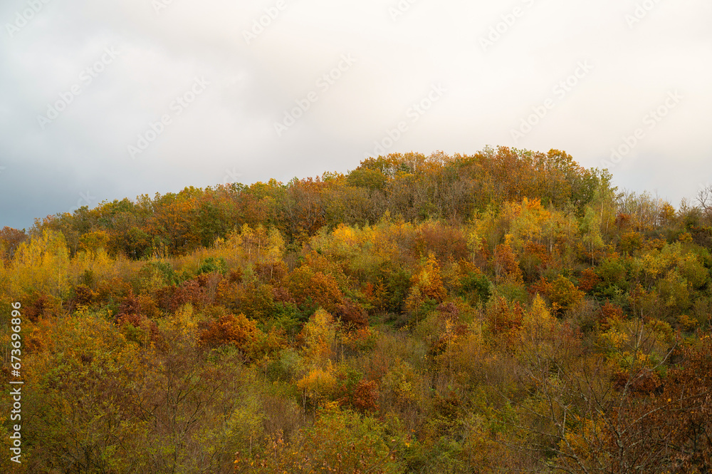 Forest in autumn, colorful foliage on the tree landscape in Germany with deciduous trees
