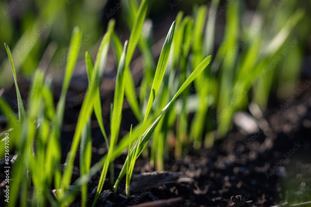 Winter wheat in the morning Winter wheat in the morning