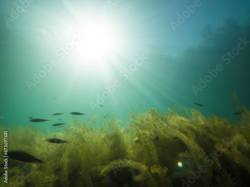 Long exposure underwater shot of perch swimming over aquatic plants © Mps197